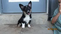 Charlie , a male Pembroke Welsh Corgi and Toy Australian Shepherd for sale in Timpson, TX – 1 of 6