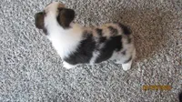 Sadie, a female Pembroke Welsh Corgi for sale in Timpson, TX – 6 of 6