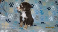 Junior, a male Miniature Australian Shepherd and Toy Australian Shepherd for sale in Timpson, TX – 3 of 6