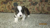 Brindle , a male Pembroke Welsh Corgi for sale in Timpson, TX – 6 of 6