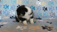 Zac, a male Pembroke Welsh Corgi and Toy Australian Shepherd for sale in Timpson, TX – 6 of 6