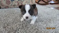 Brindle , a male Pembroke Welsh Corgi for sale in Timpson, TX – 2 of 6