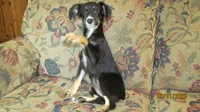 Lil Miss, a female Miniature Australian Shepherd and Toy Australian Shepherd for sale in Timpson, TX – 2 of 8