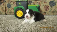 Zoe, a male Pembroke Welsh Corgi and Toy Australian Shepherd for sale in Timpson, TX – Photo 3 of 3