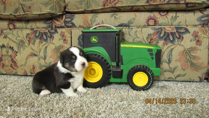 Zoe – Pembroke Welsh Corgi, Toy Australian Shepherd puppy for sale in Timpson, TX