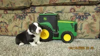 Zoe, a male Pembroke Welsh Corgi and Toy Australian Shepherd for sale in Timpson, TX – Photo 1 of 3