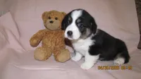 Zoe, a male Pembroke Welsh Corgi and Toy Australian Shepherd for sale in Timpson, TX – 2 of 5