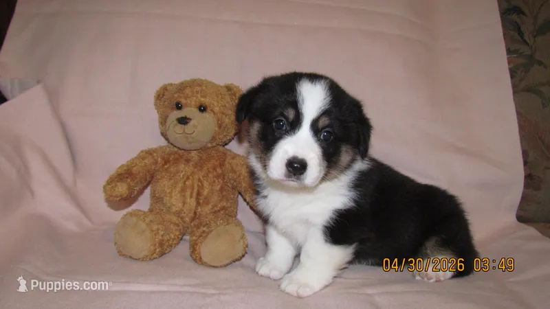 Zoe – Pembroke Welsh Corgi, Toy Australian Shepherd puppy for sale in Timpson, TX