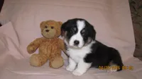 Zoe, a male Pembroke Welsh Corgi and Toy Australian Shepherd for sale in Timpson, TX – 1 of 5