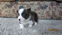 Brindle , a male Pembroke Welsh Corgi for sale in Timpson, TX – 5 of 6