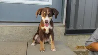 Junior, a male Miniature Australian Shepherd and Toy Australian Shepherd for sale in Timpson, TX – 3 of 6