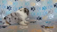Zoey, a female Pembroke Welsh Corgi and Toy Australian Shepherd for sale in Timpson, TX – 7 of 7