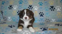 Julie, a male Miniature Australian Shepherd and Toy Australian Shepherd for sale in Timpson, TX – 6 of 9