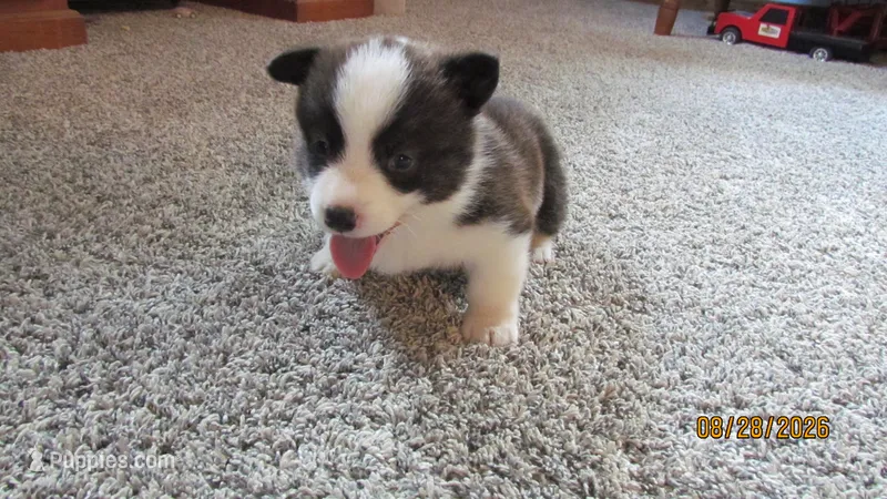 Brindle  – Pembroke Welsh Corgi puppy for sale in Timpson, TX