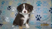 Julie, a male Miniature Australian Shepherd and Toy Australian Shepherd for sale in Timpson, TX – 2 of 9