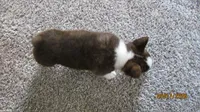 Brindle , a male Pembroke Welsh Corgi for sale in Timpson, TX – 6 of 8