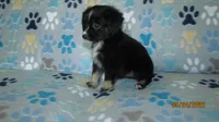 Lil Miss, a male Miniature Australian Shepherd and Toy Australian Shepherd for sale in Timpson, TX – 2 of 8