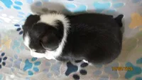 Mack, a male Pembroke Welsh Corgi and Toy Australian Shepherd for sale in Timpson, TX – 3 of 4