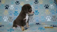 Junior, a male Miniature Australian Shepherd and Toy Australian Shepherd for sale in Timpson, TX – 2 of 6