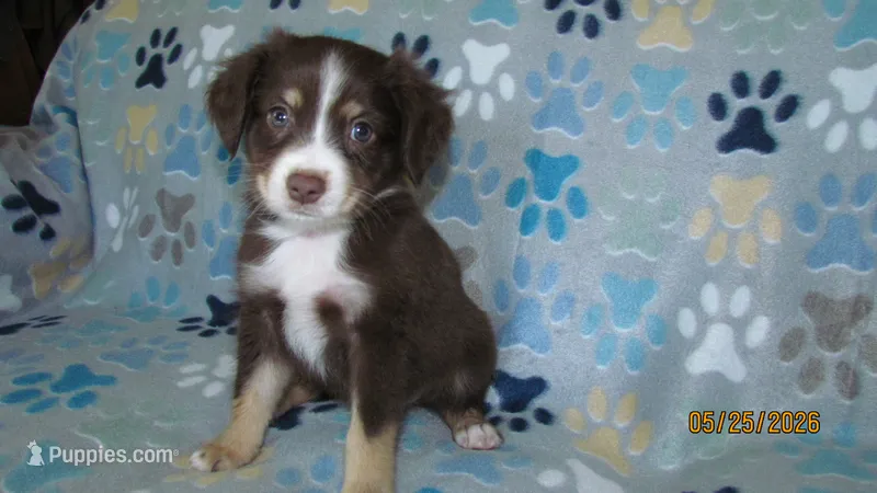 Junior – Miniature Australian Shepherd, Toy Australian Shepherd puppy for sale in Timpson, TX