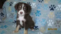 Junior, a male Miniature Australian Shepherd and Toy Australian Shepherd for sale in Timpson, TX – 1 of 6