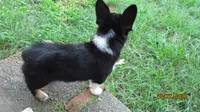 Charlie , a male Pembroke Welsh Corgi and Toy Australian Shepherd for sale in Timpson, TX – 3 of 6