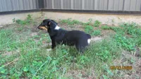 Charlie , a male Pembroke Welsh Corgi and Toy Australian Shepherd for sale in Timpson, TX – 8 of 8