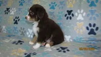 Julie, a male Miniature Australian Shepherd and Toy Australian Shepherd for sale in Timpson, TX – 3 of 9