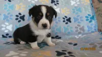 Zac, a male Pembroke Welsh Corgi and Toy Australian Shepherd for sale in Timpson, TX – 5 of 6