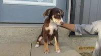 Junior, a male Miniature Australian Shepherd and Toy Australian Shepherd for sale in Timpson, TX – 5 of 6