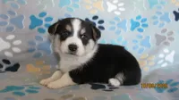 Mack, a male Pembroke Welsh Corgi and Toy Australian Shepherd for sale in Timpson, TX – 1 of 4