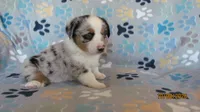 Zoey, a female Pembroke Welsh Corgi and Toy Australian Shepherd for sale in Timpson, TX – 2 of 7