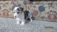 Sadie, a female Pembroke Welsh Corgi for sale in Timpson, TX – 3 of 6