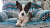 Brindle , a male Pembroke Welsh Corgi for sale in Timpson, TX – 8 of 8