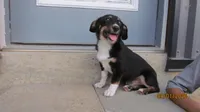 Charlie , a male Pembroke Welsh Corgi and Toy Australian Shepherd for sale in Timpson, TX – 5 of 8