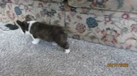 Brindle , a male Pembroke Welsh Corgi for sale in Timpson, TX – 4 of 8