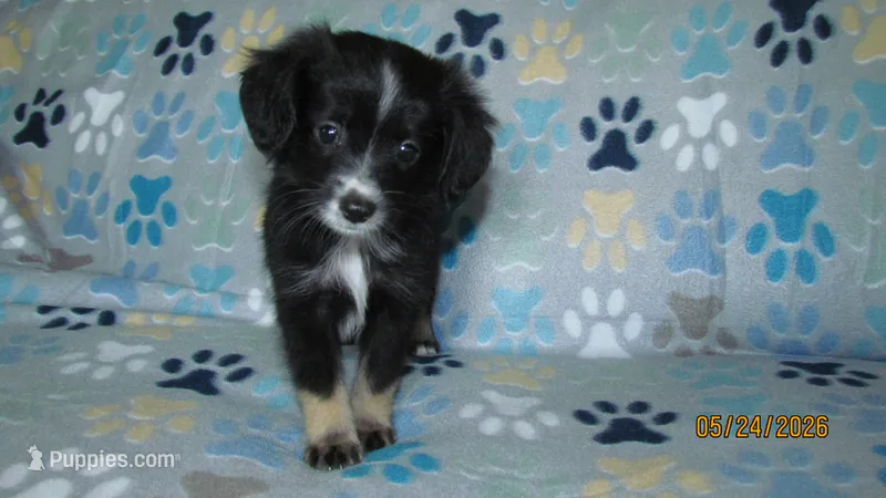 Lil Miss – Miniature Australian Shepherd, Toy Australian Shepherd puppy for sale in Timpson, TX