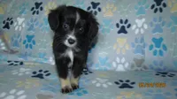 Lil Miss, a male Miniature Australian Shepherd and Toy Australian Shepherd for sale in Timpson, TX – 1 of 8