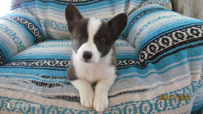 Brindle  – Pembroke Welsh Corgi puppy for sale in Timpson, TX