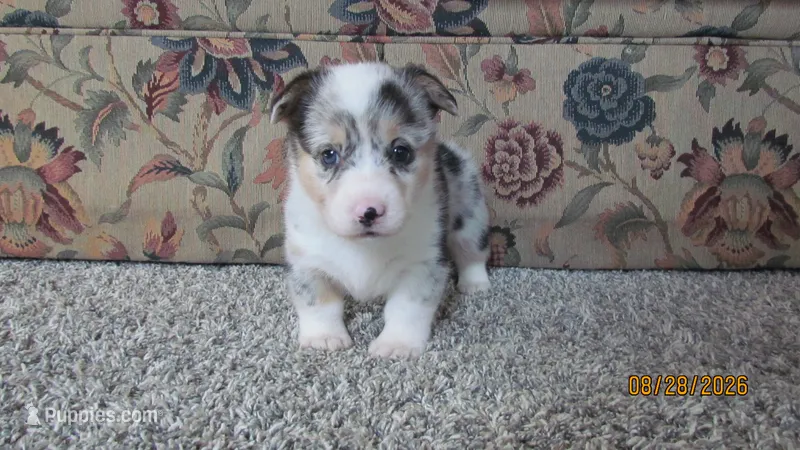Sadie – Pembroke Welsh Corgi puppy for sale in Timpson, TX