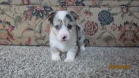 Sadie, a female Pembroke Welsh Corgi for sale in Timpson, TX – 1 of 6