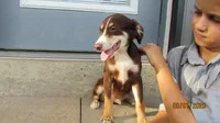 Junior, a male Miniature Australian Shepherd and Toy Australian Shepherd for sale in Timpson, TX – 2 of 6