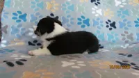Zac, a male Pembroke Welsh Corgi and Toy Australian Shepherd for sale in Timpson, TX – 4 of 6