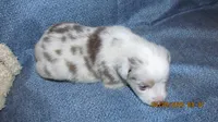 Beau, a male Miniature Australian Shepherd and Toy Australian Shepherd for sale in Timpson, TX – 4 of 4