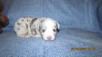Beau, a male Miniature Australian Shepherd and Toy Australian Shepherd for sale in Timpson, TX – 1 of 4