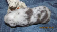 Beau, a male Miniature Australian Shepherd and Toy Australian Shepherd for sale in Timpson, TX – 3 of 4