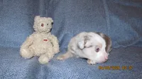 Beau, a male Miniature Australian Shepherd and Toy Australian Shepherd for sale in Timpson, TX – 2 of 4