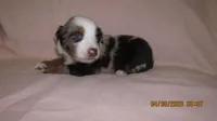 Gracie, a female Miniature Australian Shepherd and Toy Australian Shepherd for sale in Timpson, TX – 2 of 2