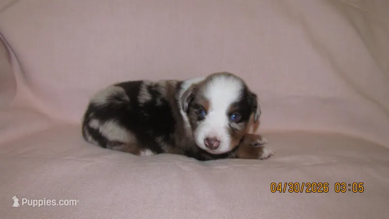Gracie – Miniature Australian Shepherd, Toy Australian Shepherd puppy for sale in Timpson, TX