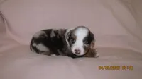 Gracie, a female Miniature Australian Shepherd and Toy Australian Shepherd for sale in Timpson, TX – 1 of 2